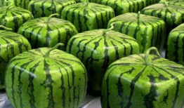 爆料中国吃瓜图片大全,图解全民娱乐时代下的社会现象